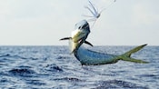 A fishing lure in midair next to a fish jumping out of the water