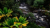 A stream flowing through a tropical setting filled with plant life