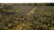 A caravan of horseback riders trotting through an agave plantation