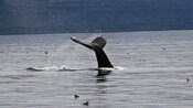 A whale’s fluke protruding from the water