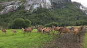 A herd of deer at Nave Deer Farm in Maloy, Norway