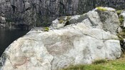 Uma pedra com 2 gravuras de animais pré-históricos
