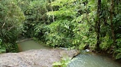 Una pequeña cascada con vista a una piscina natural en el parque forestal Colo-i-Suva
