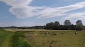 A countryside with horses grazing