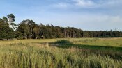 A grassy field lined with trees