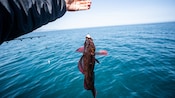 An angler holding the line of a hooked fish