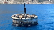 Seals sunbathing on a platform in the middle of the Pacific Ocean