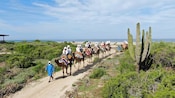 Una fila de Visitantes montando camellos en un sendero desértico con la cabeza cubierta y el mar a la distancia