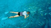 A man snorkeling in the water with a school of fish in Cozumel, Mexico