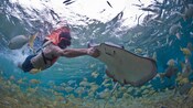 A diver pets a stingray while a school of fish swim in the background