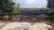 A wide wooden bridge in a lush tropical setting