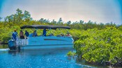 A pontoon tour boat winding through mangroves