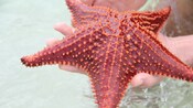 A hand holds a starfish