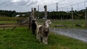 Ovejas en una zona cercada