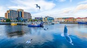 Seagulls flying over the harbor in Hobart Bay, Alaska