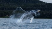 A whale leaps out of the water in Alaska