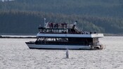 A vessel glides across the water near a forested coastline