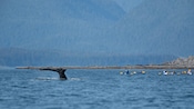 Kayakers watching a whale raise its fin out of the water