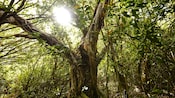 Uma árvore de figueira-de-bengala em uma floresta tropical havaiana