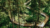 Um calçadão elevado serpenteando por uma floresta e sobre um rio