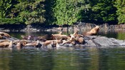 Several sea lions sun themselves on a small cluster of rocks in the middle of the Tongass Narrows