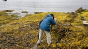 Una persona toma una foto de la costa silvestre deshabitada