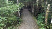 A walking trail lined by dense tree and plant growth