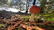 A fly agaric mushroom on a forest floor surrounded by moss, pine needles and twigs
