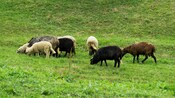 Sheep grazing in a valley in Turkey