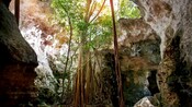 The interior of a cave with tree vines reveals a sunlit opening at the top