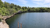 Diverse tropical foliage growing alongside a body of water