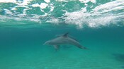 Dolphins swimming