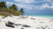 Una playa con algunas palmeras y rocas negras