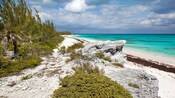 A sandy beach with plants and water in The Bahamas