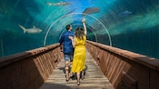 A couple walking under the Predator Lagoon & Tunnel at Atlantis on Paradise Island in The Bahamas