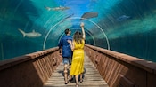 A couple walking under the Predator Lagoon & Tunnel at Atlantis on Paradise Island in The Bahamas