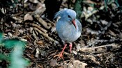 The Cagou, a flightless bird and the symbol of New Caledonia