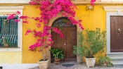 A door with vibrant bougainvillea flowers in Positano, Italy