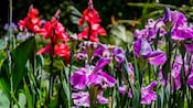 Un jardín con dos tipos diferentes de flores del iris