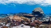 Arrecifes de coral en aguas poco profundas