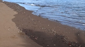 A sandy shoreline
