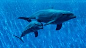 A pair of dolphins swimming in a pool in Puerto Vallarta
