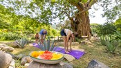 3 people doing yoga under a tree