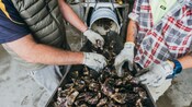 2 people handling a harvest of fresh oysters at an oyster factory
