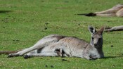 An Australian kangaroo lying on the grass