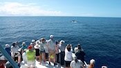 Guests on a boat whale watching in Roseau, Dominica