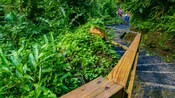 A group of people hiking up a steep staircase in a lush forest