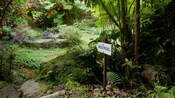 In the midst of lush foliage, a sign that says, ‘Mud Pool’ points to a nearby, circular pool at ground level