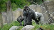 A gorilla in a naturalistic enclosure