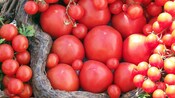 A bushel of tomatoes fresh from the vine